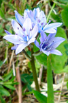 Vrbllilja / Scilla verna. Eysturoy.