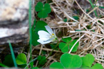 Skarssrusmra / Oxalis acetosella L.