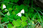 Skarssrusmra / Oxalis acetosella L.