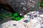 Skarssrusmra / Oxalis acetosella L.