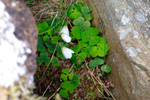 Skarssrusmra / Oxalis acetosella L.