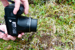 Hjartatvíbløðka / Neottia cordata (L.) Rich. 