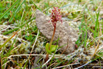 Hjartatvíbløðka / Neottia cordata (L.) Rich. 