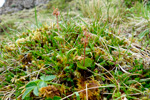 Hjartatvíbløðka / Listera cordata (L.) R. Br.)