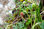 Hjartatvíbløðka / Neottia cordata (L.) Rich. 