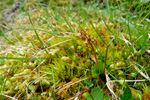 Hjartatvíbløðka / Neottia cordata (L.) Rich. 