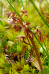 Hjartatvíbløðka / Neottia cordata (L.) Rich. 