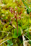 Hjartatvíbløðka / Neottia cordata (L.) Rich. 