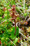 Hjartatvíbløðka / Neottia cordata (L.) Rich. 