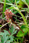 Hjartatvíbløðka / Neottia cordata (L.) Rich. 