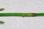 Gullbeitarbjlluvsa / Equisetum palustre L.