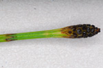 Gullbeitarbjlluvsa / Equisetum palustre L.