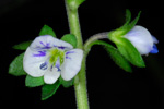 Akurbldepla / Veronica arvensis L.