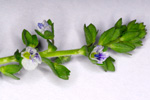 Akurbldepla / Veronica arvensis L.