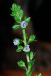 Akurbldepla / Veronica arvensis L.