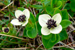 Svensk royuber / Cornus suecica L. Eiiskollur 2013