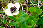 Svensk royuber / Cornus suecica L. Eiiskollur 2013