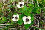 Svensk royuber / Cornus suecica L. Eiiskollur 2013