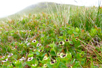 Svensk royuber / Cornus suecica L. Eiiskollur 2013