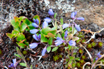 Sm silkibond / Polygala serpyllifolia