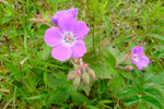 Litingarsortugras / Geranium sylvaticum