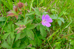 Litingarsortugras / Geranium sylvaticum