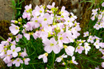 Eingjarkarsi / Cardamine pratensis L. Eiði 2013.