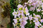 Eingjarkarsi / Cardamine pratensis L. Eiði 2013.