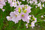 Eingjarkarsi / Cardamine pratensis L. Eiði 2013.