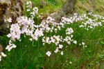 Eingjarkarsi / Cardamine pratensis L. Eiði 2013.