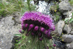 Mritistil / Cirsium palustre