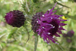 Mritistil / Cirsium palustre