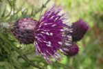 Mritistil / Cirsium palustre