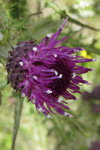 Mritistil / Cirsium palustre