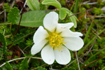 Fjallabrur / Dryas octopetala