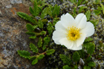 Fjallabrur / Dryas octopetala