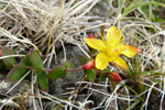 Fagurligt pirikum ella vriksgras / Hypericaceae pulchrum L.