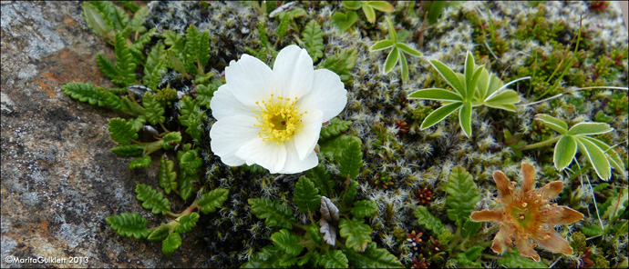 Fjallabrur / Dryas octopetala