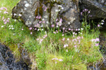 Reyakkuleya / Lychnis flos-cuculi L.