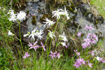 Reyakkuleya / Lychnis flos-cuculi L.