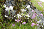 Reyakkuleya / Lychnis flos-cuculi L.