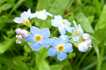 Mrihoyls (Gloym meg ei) / Myosotis scorpioides