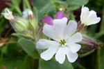 Hvt reydlig bjargablma / Silene dioica