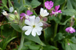 Hvt reydlig bjargablma / Silene dioica