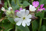 Hvt reydlig bjargablma / Silene dioica