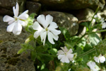 Hvt reydlig bjargablma / Silene dioica