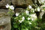 Hvt reydlig bjargablma / Silene dioica