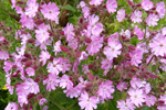 Reydlig bjargablma / Silene dioica