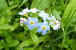 Mýrihoylús (Gloym meg ei) / Myosotis scorpioides