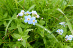 Mrihoyls (Gloym meg ei) / Myosotis scorpioides